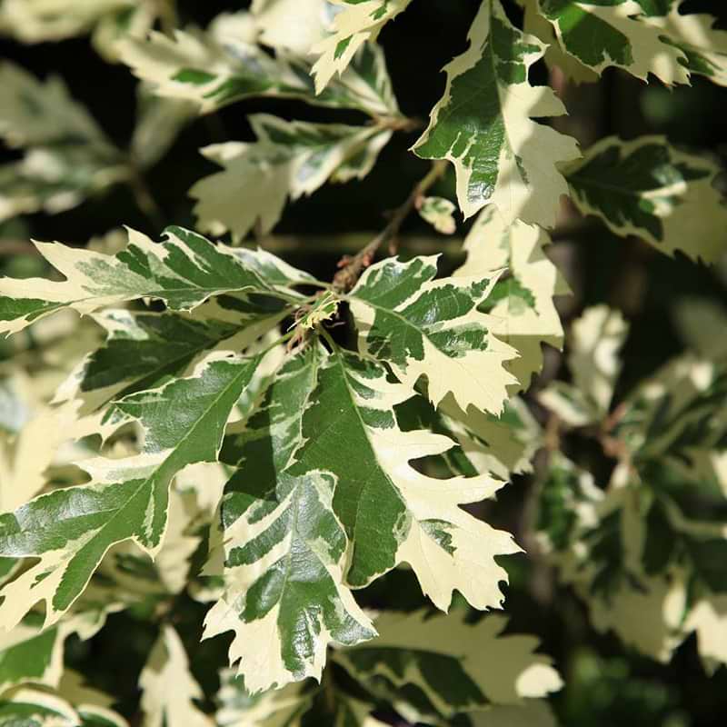 Tyrkisk Eg (Quercus cerris 'Variegata') 160-200 cm