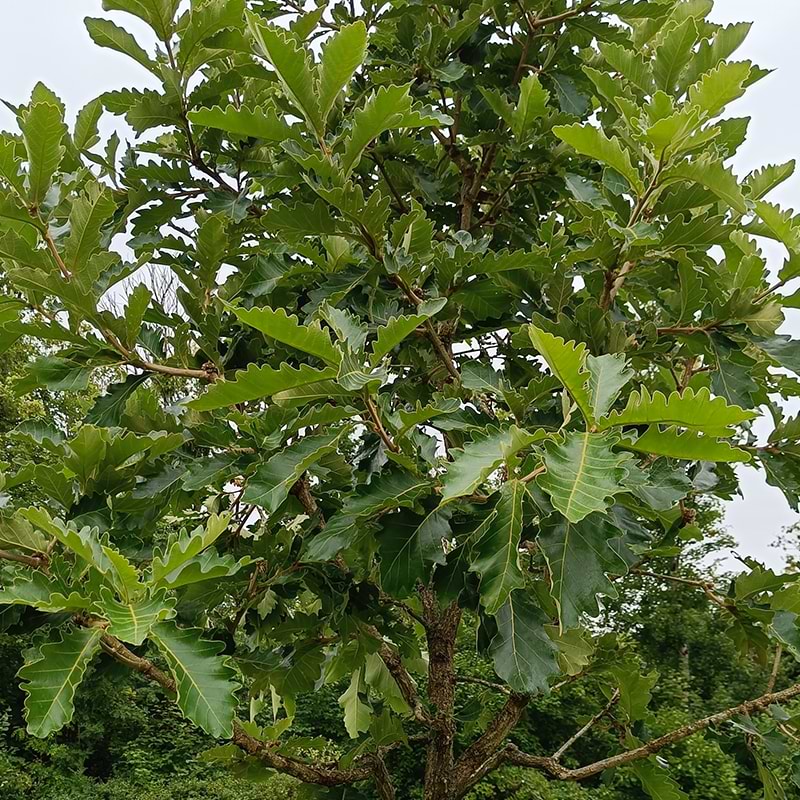Quercus dentata Carl Ferris Miller