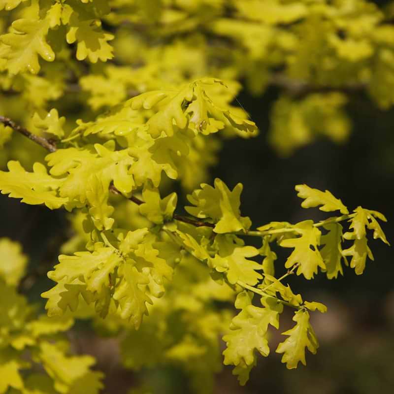 Guldeg Quercus robur Concordia