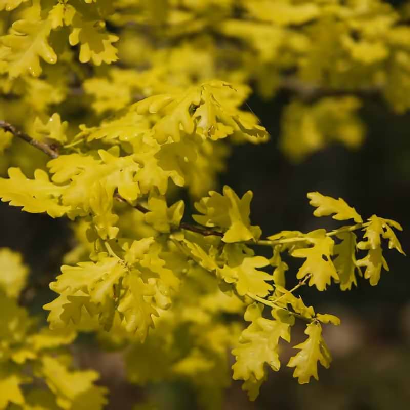 Guldeg (Quercus robur 'Concordia') Flere Varianter