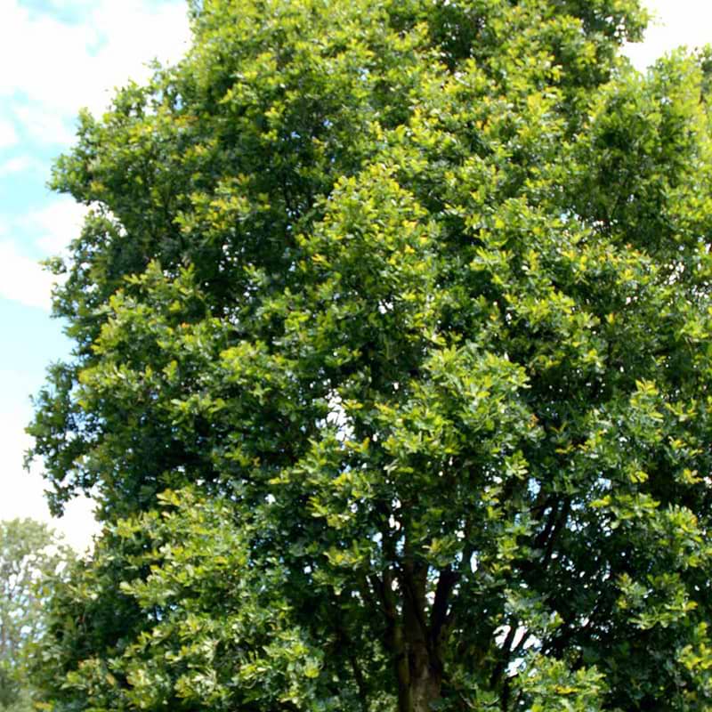 Quercus robur Fastigiata