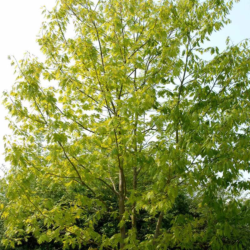 Quercus rubra