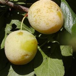 Blommetræ Quillins Reine Claude
