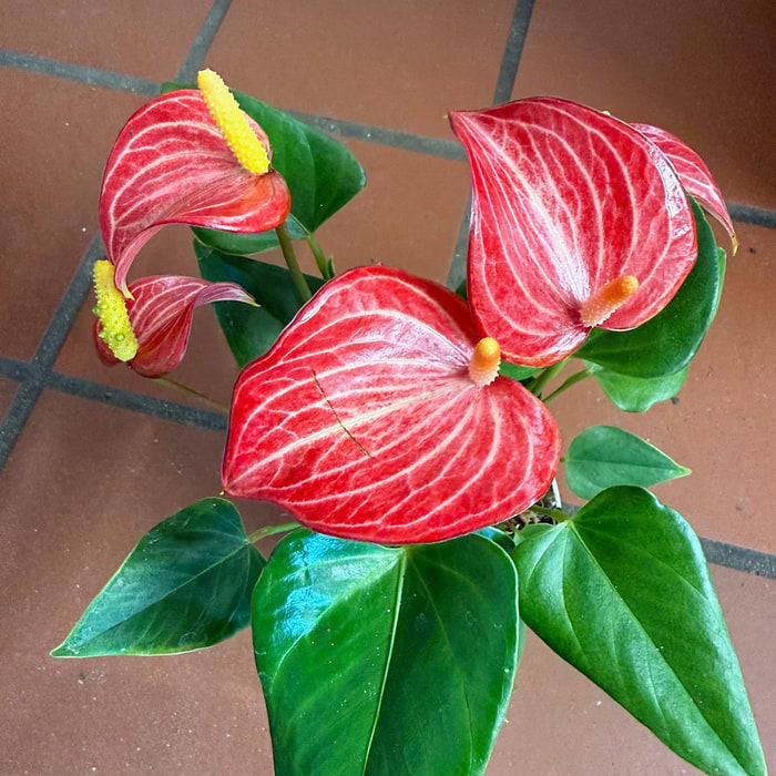 Flamingoblomst (Anthurium andreanum) | Rd |Kb online her