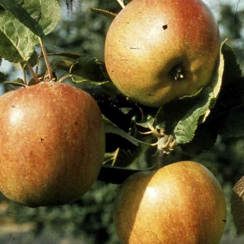 Æble Rød Belle De Boskoop