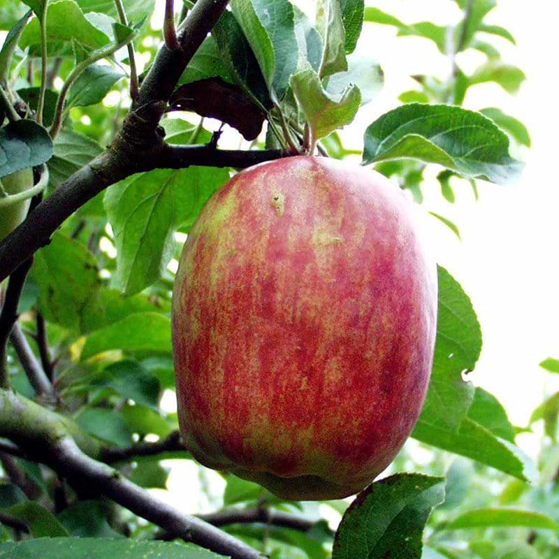 Dværgtræ æble Rød Gråsten frugt