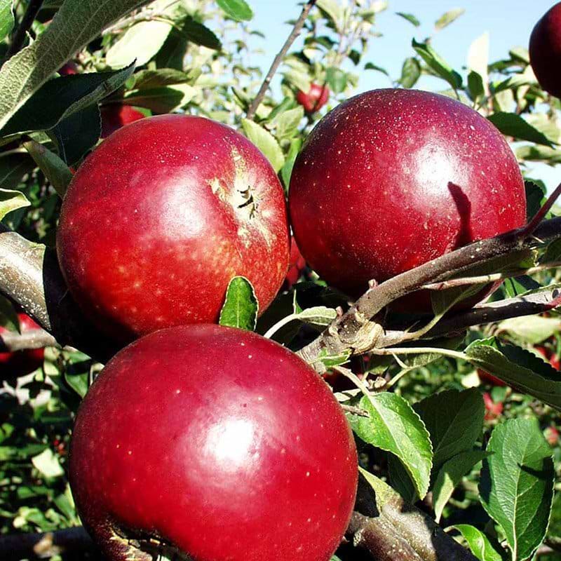 Æbletræ (Malus domestica 'Rød Ingrid Marie') - Flere varianter