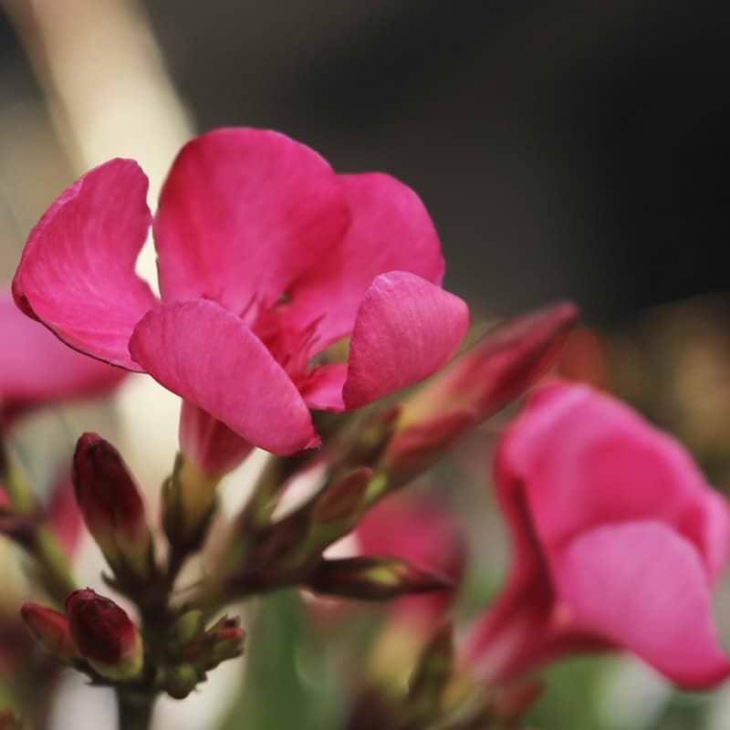 Lyserøde blomster