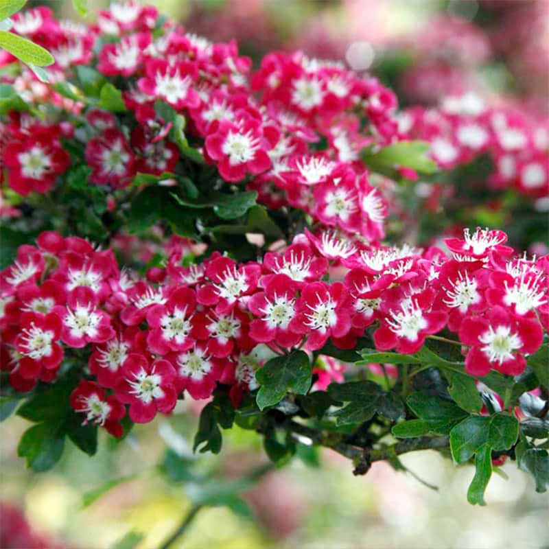 Rødtjørn (Crataegus Laevigata 'Crimson Cloud')