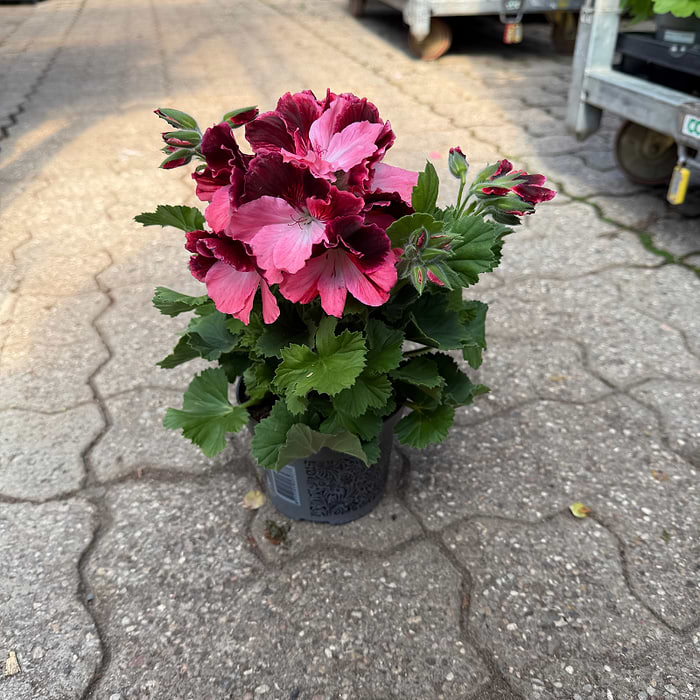 Engelsk Pelargonie Rød Laks | købes online her