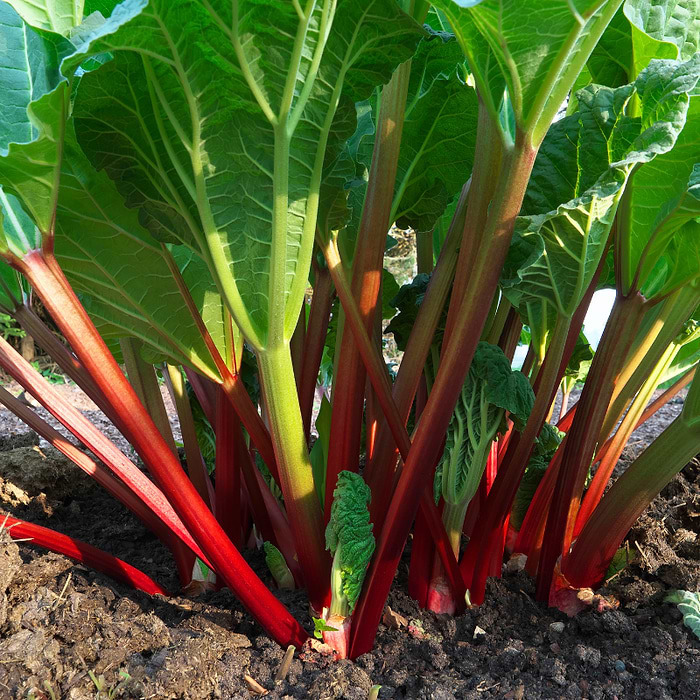 Rabarber (Rheum Rhabarbarum 'Holsteiner Blut')