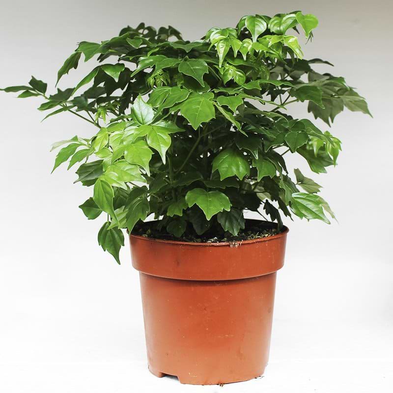 stueask potteplante