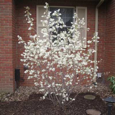 Bærmispel (Amelanchier canadensis 'Rainbow Pillar') Opstammet - Flere varianter