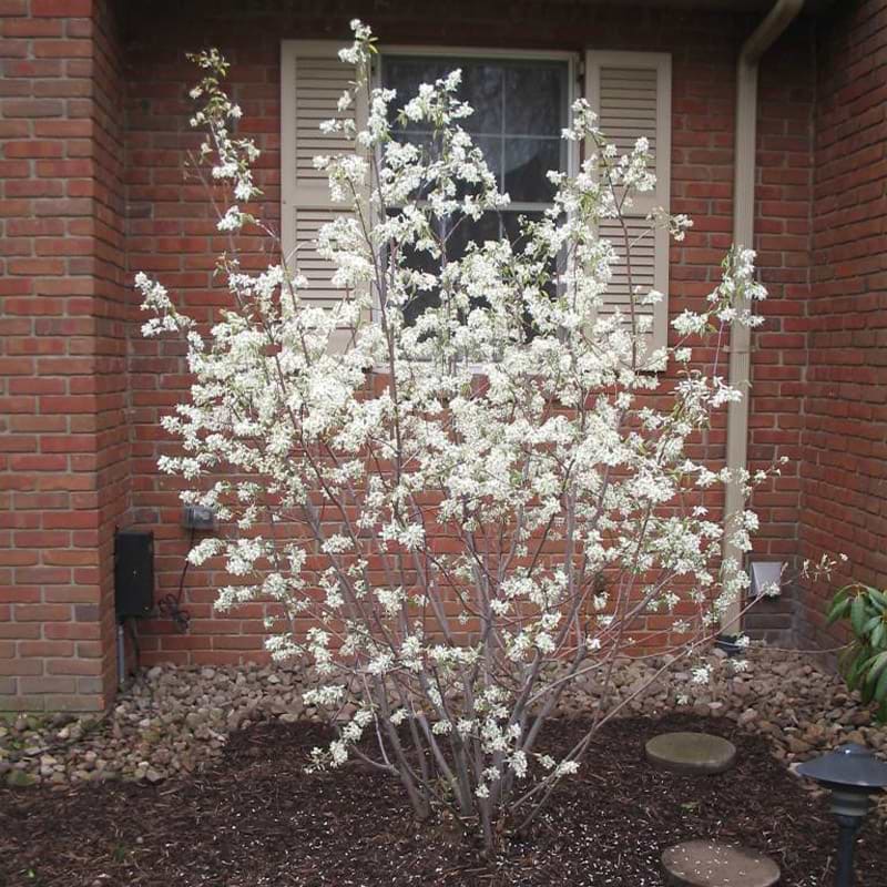 Bærmispel (Amelanchier canadensis ´Rainbow Pillar´)