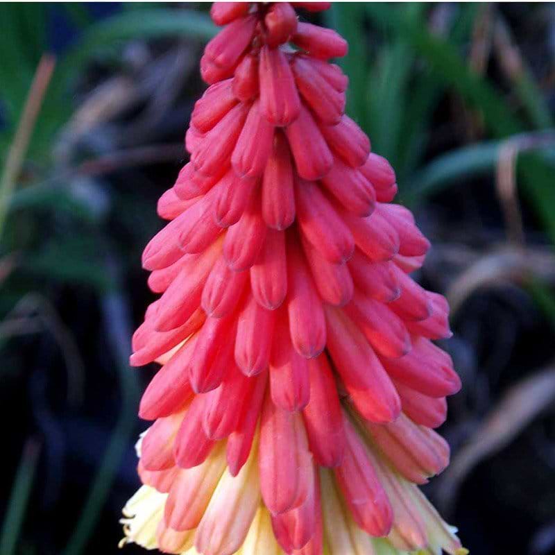 Raketblomst