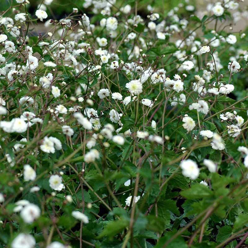 Sølvknap Pleniflorus