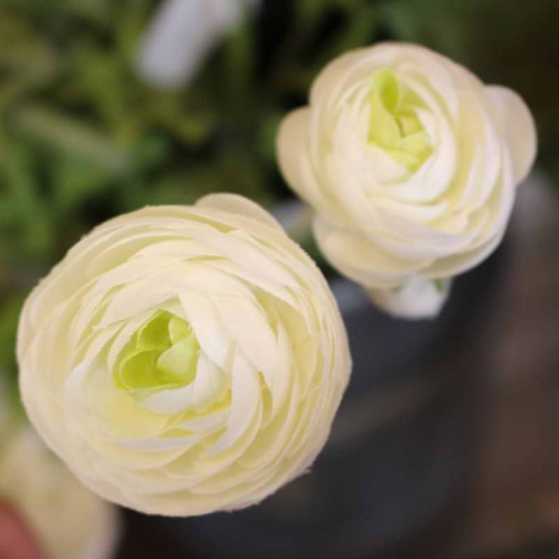 Ranunkel (Silkeblomst)