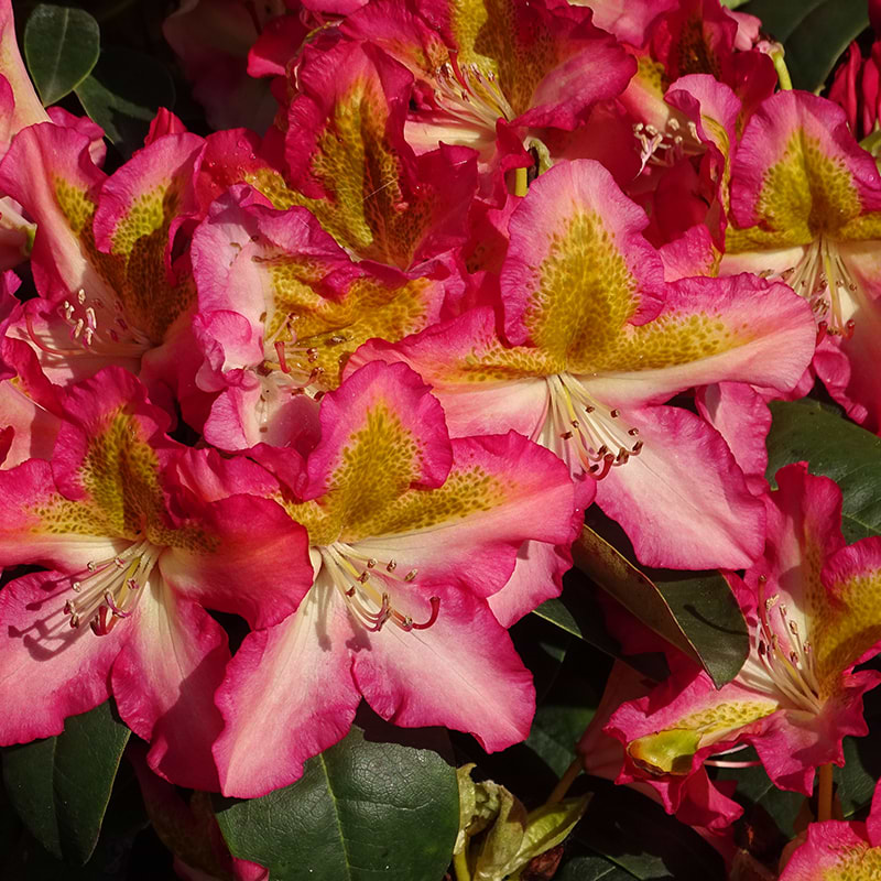 Rhododendron hybrid 'Raphaela'
