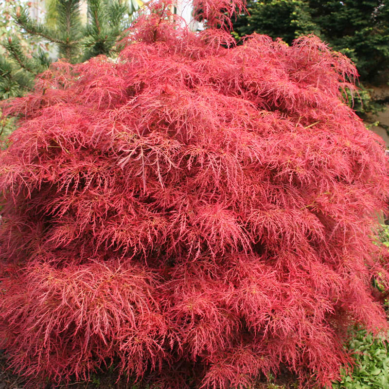 Japansk ahorn Acer palmatum Red baby lace