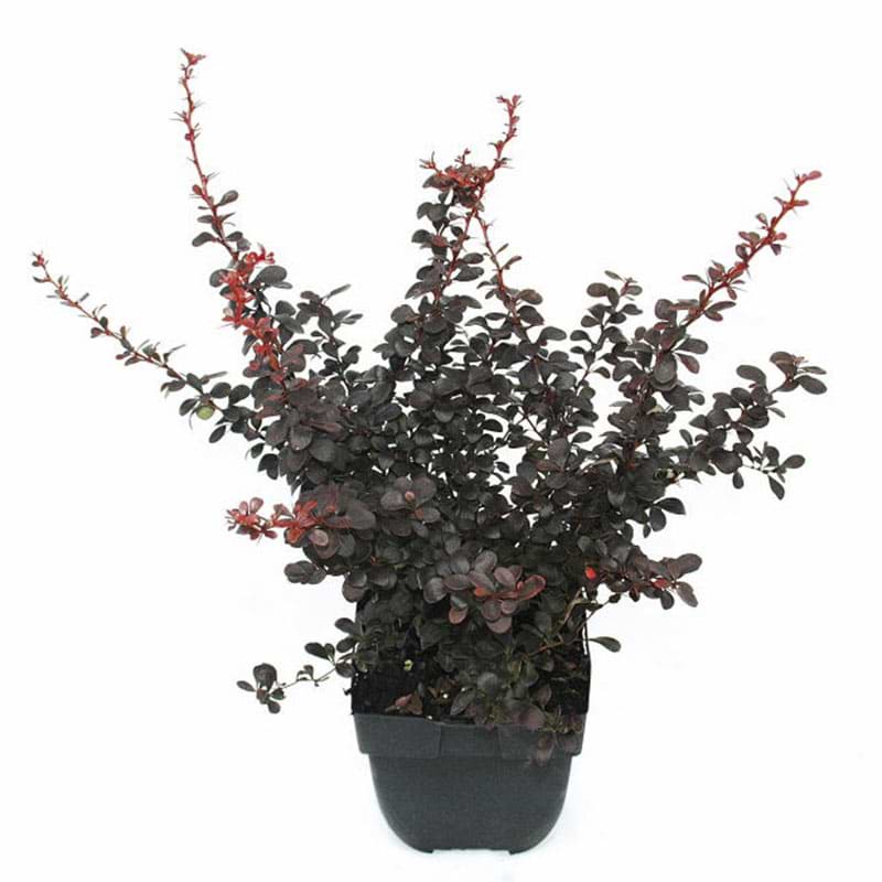 Berberis red lady