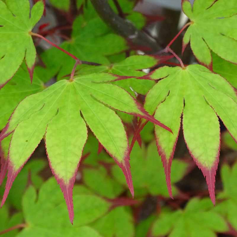 Japansk Ahorn (Acer palmatum 'Red Nails') Flere varianter