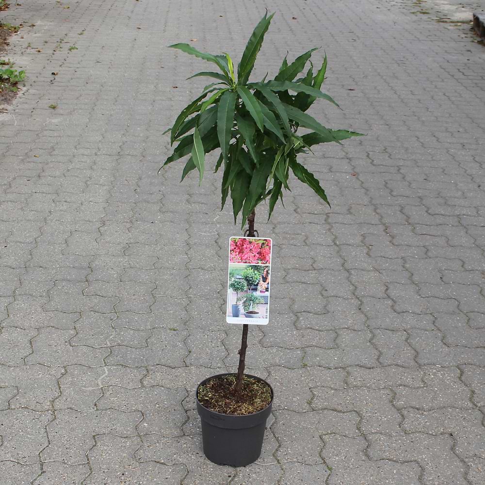 Dværgfersken (Prunus persica 'Red Peachy') Opstammet 50 cm