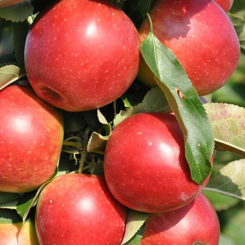 Søjleæbletræ redcats