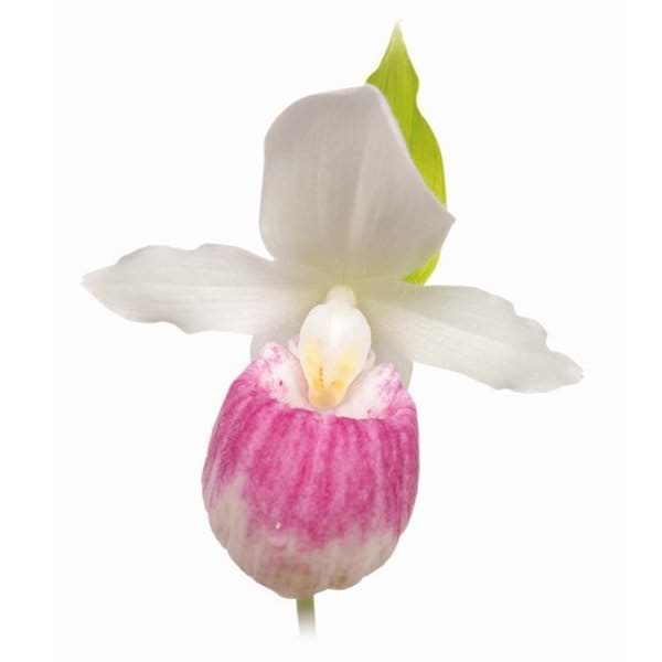 Hvid og rosa orkide