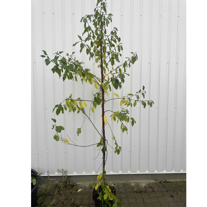 Rhamnus Frangula