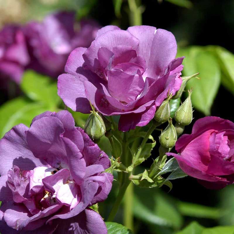 Rhapsody in Blue rose opstammet
