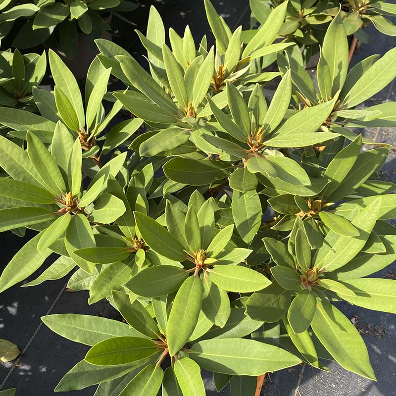 Rhododendron tarragona