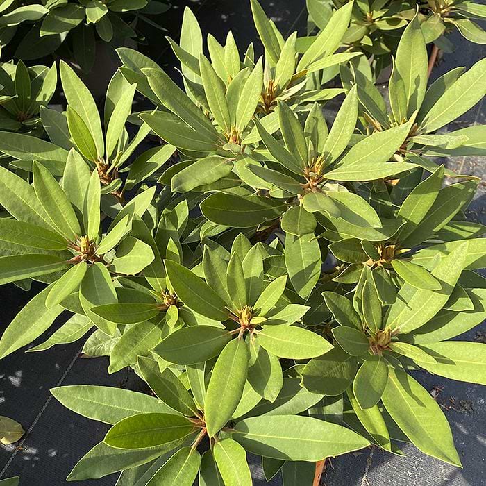 Rhododendron (Rhododendron hybrid 'Tarragona') 30-40 cm