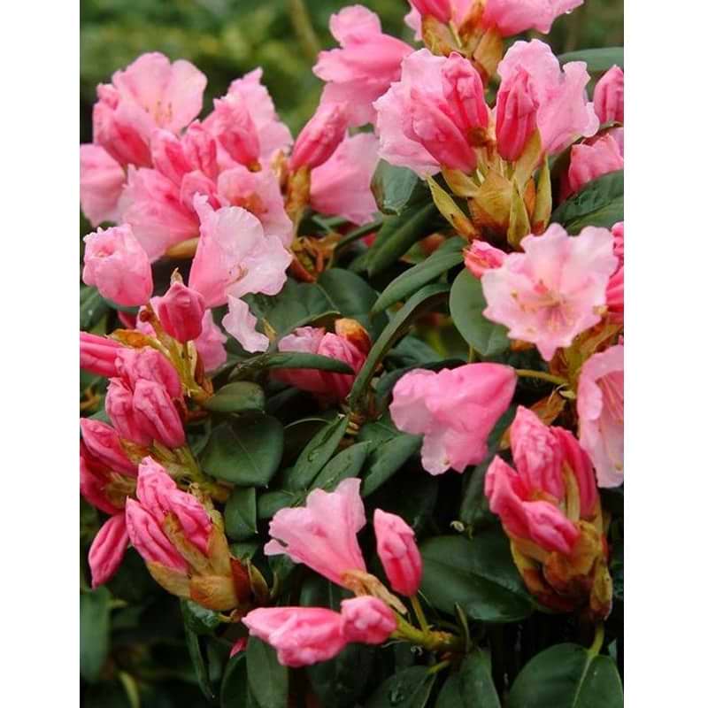 jackwill rhododendron