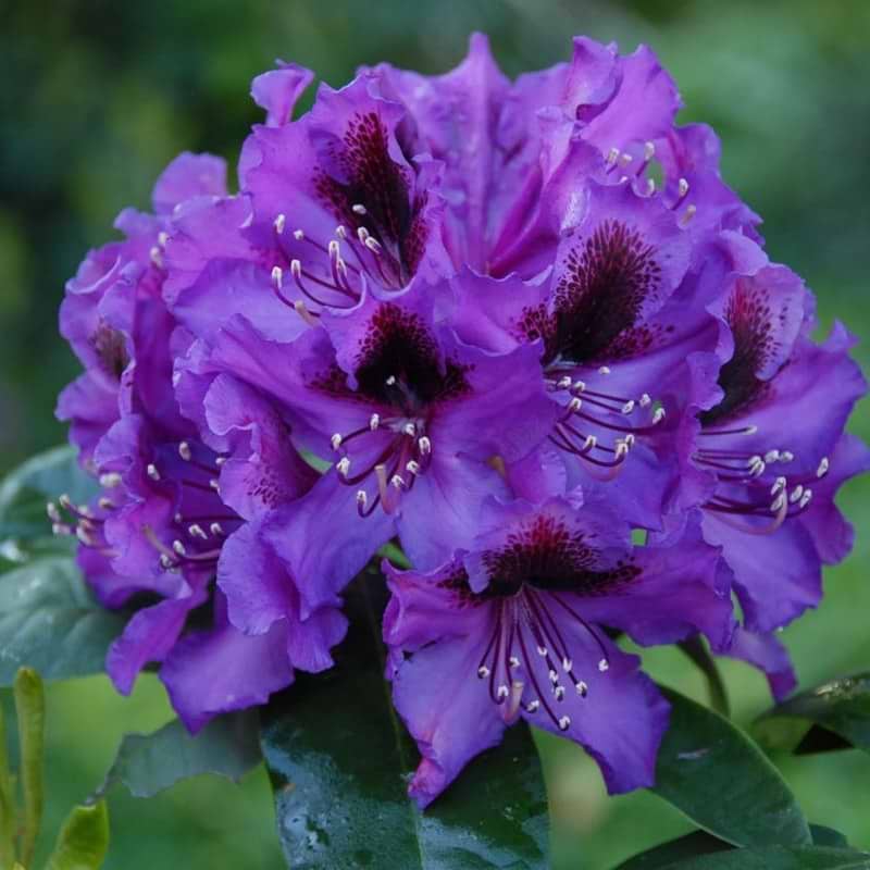 Rhododendron Orakel