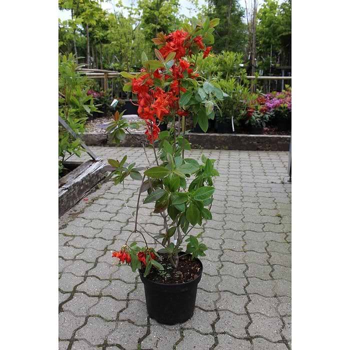 Lvfldende Azalea (Rhododendron 'Royal Command') 30-60 cm