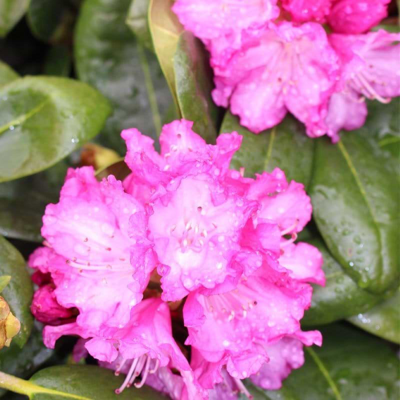 Rhododendron Blurettia blomst