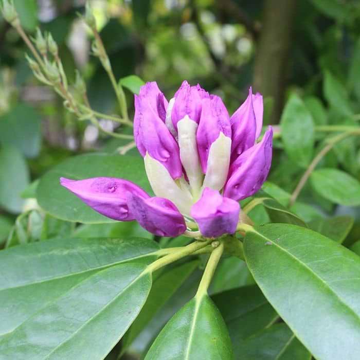 Rhododendron (Rhododendron cat. 'Grandiflorum') 50-60 cm