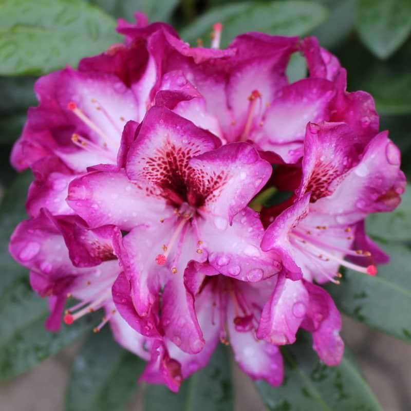 Rhododendron Hans Hachmann
