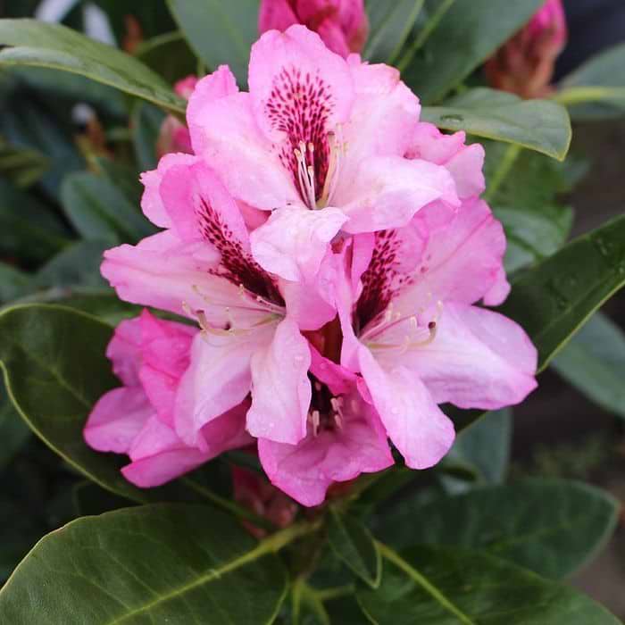 Rhododendron (Rhododendron Hybrid 'Herbstfreude') 30-40 cm