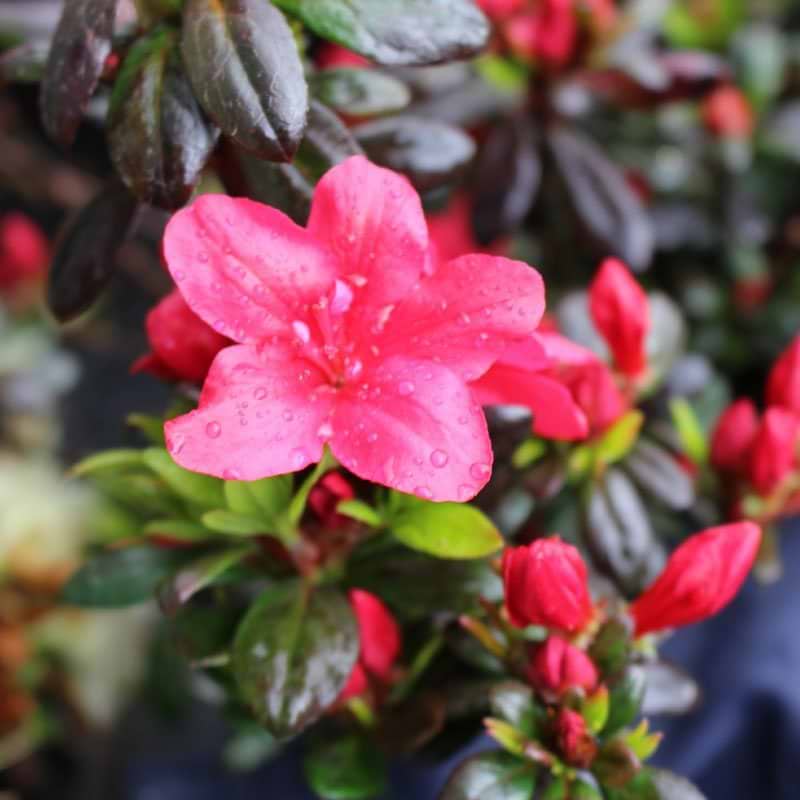 Rhododendron Maruschka