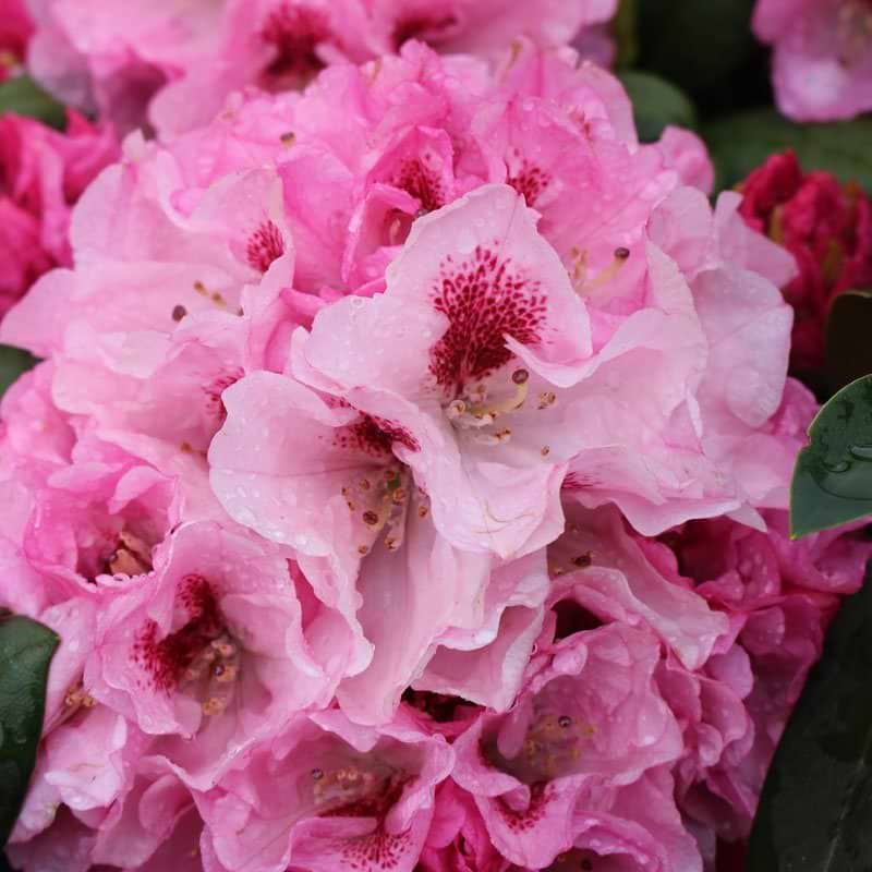 Rhododendron Nicoletta