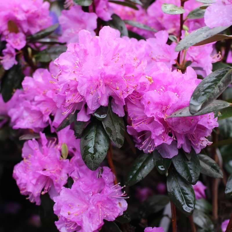 Rhododendron P.J. Mezitt blomst