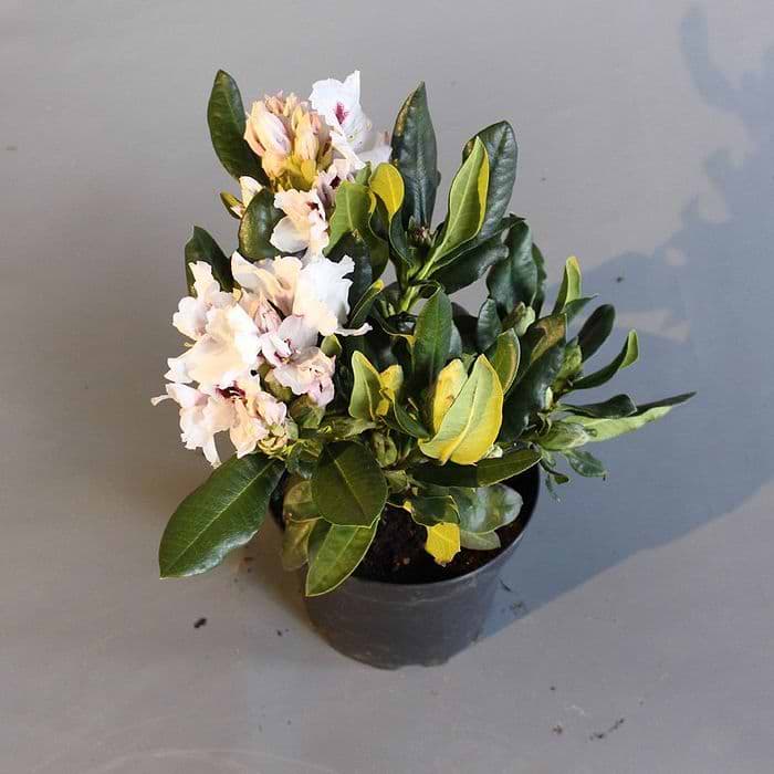 erde fr rhododendron selbst mischen Torffreie NeudoHum Rhododendron & Hortensien Erde  Fr starke Blten   Neudorff Shop