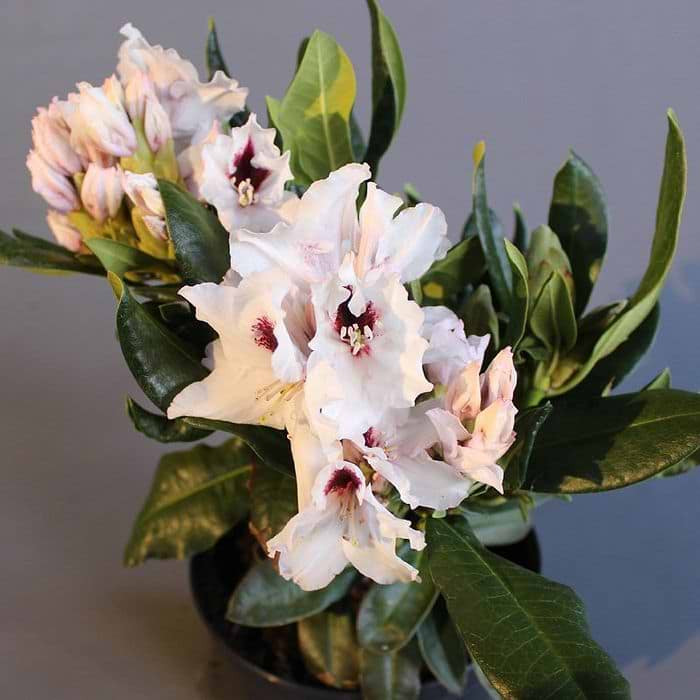 Rhododendron ('Hachmann's Picobello') 30-40 cm