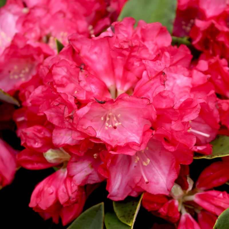 Rhododendron Tina Heinje i blomst