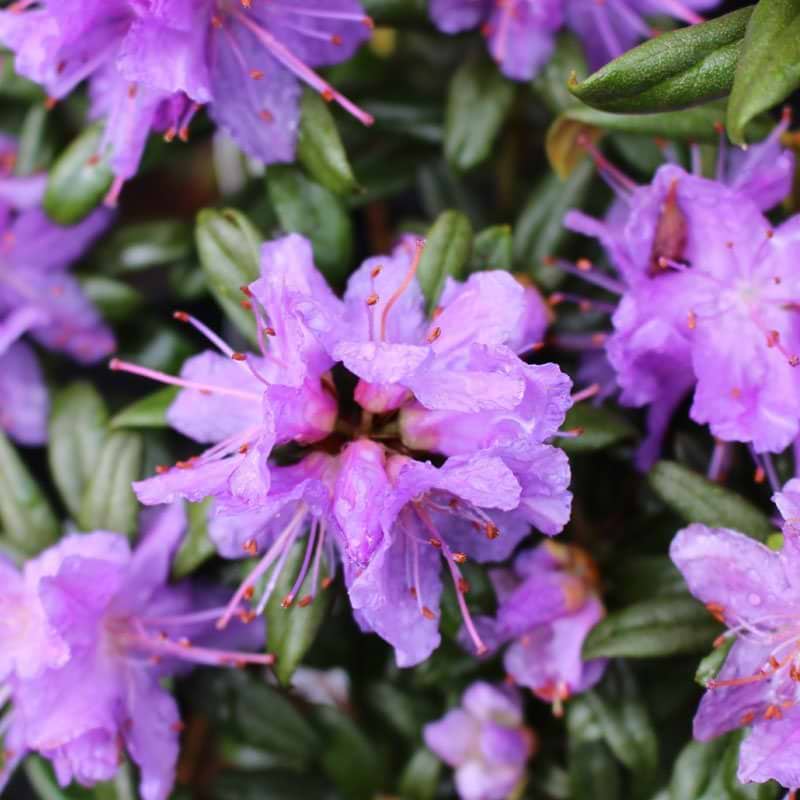 Rhododendron Blumiria blomst