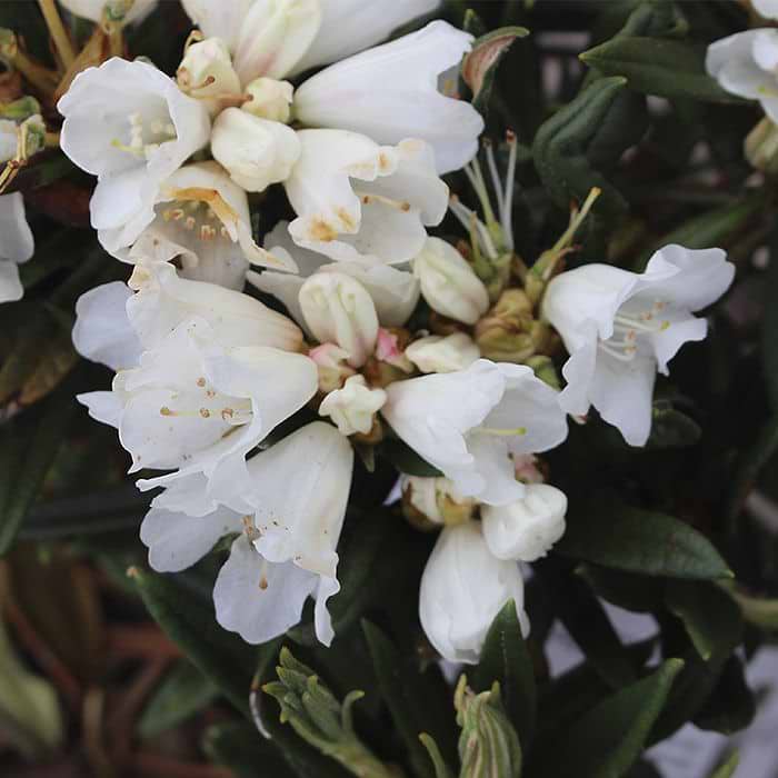 Rhododendron (Rhododendron roxieanum var. oreonastes) - God kvalitet
