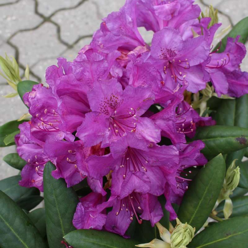 Rhododendron Bohlken's Lup. Laguna blomst