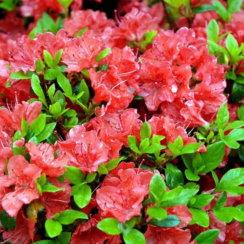 Rhododendron GEISHA SATSCHIKO ORANGE