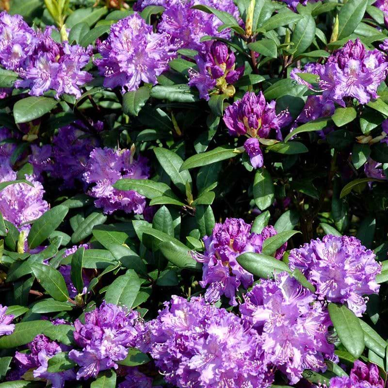 Rhododendron Alfred